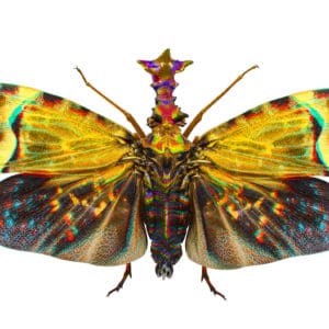 „Motyl5”