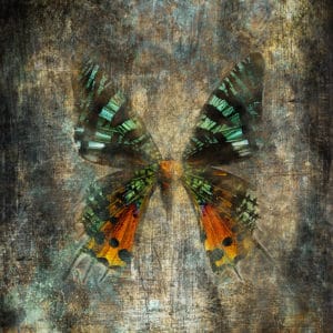 „Motyl1”