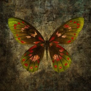„Motyl ciepły”
