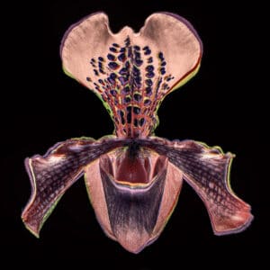 Maciej Mańkowski zdjęcie