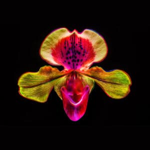 Maciej Mańkowski zdjęcie