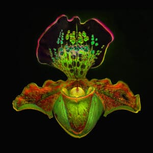 Maciej Mańkowski zdjęcie Storczyk1