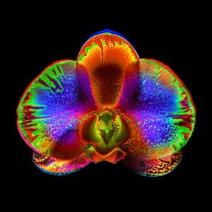 Maciej Mańkowski zdjęcie