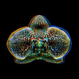 Maciej Mańkowski zdjęcie